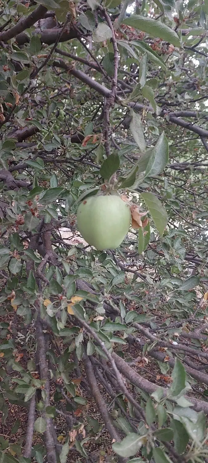 اجاره باغ سیب