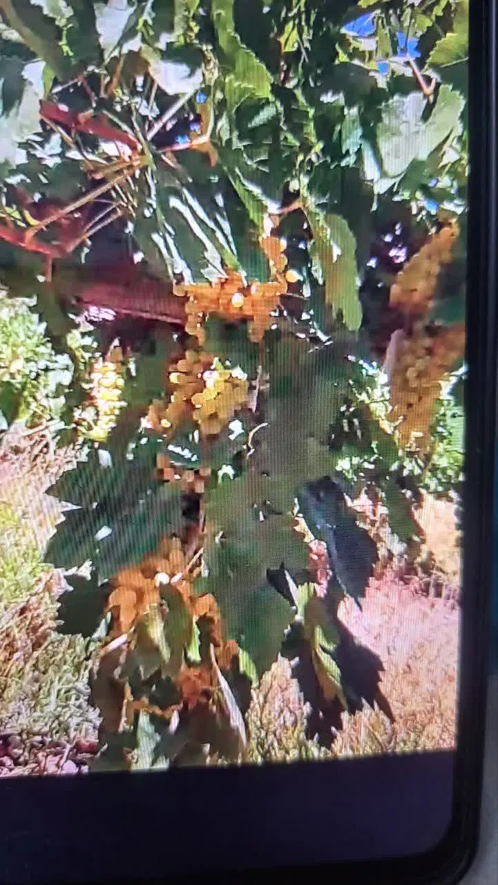 اجاره باغ انگور
