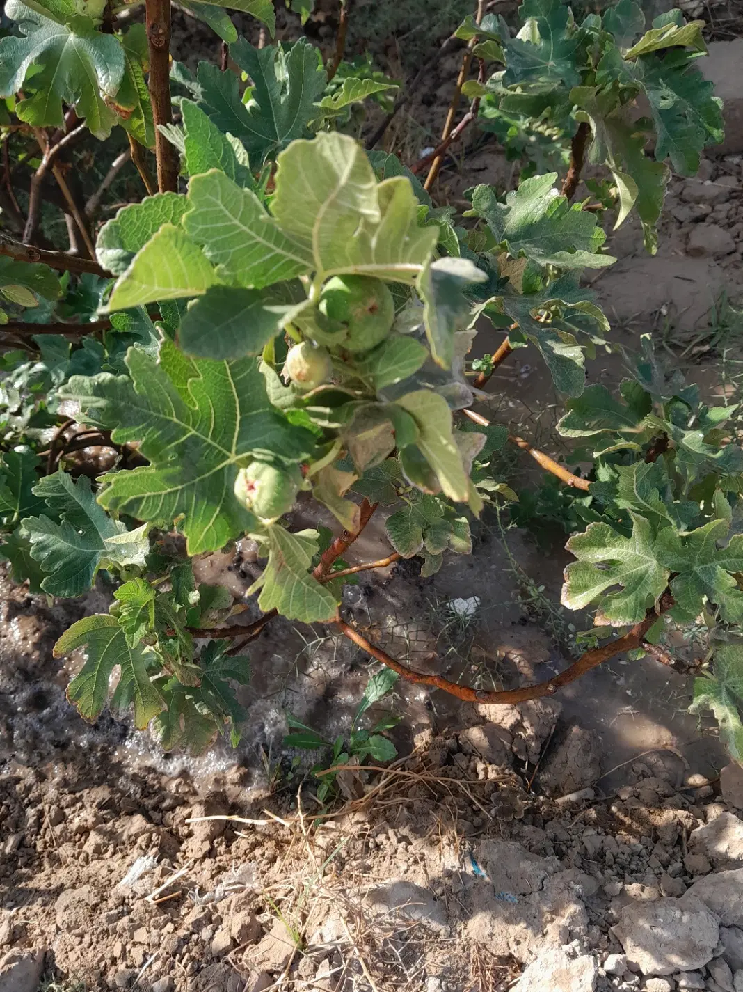 فروش زمین مسکونی
