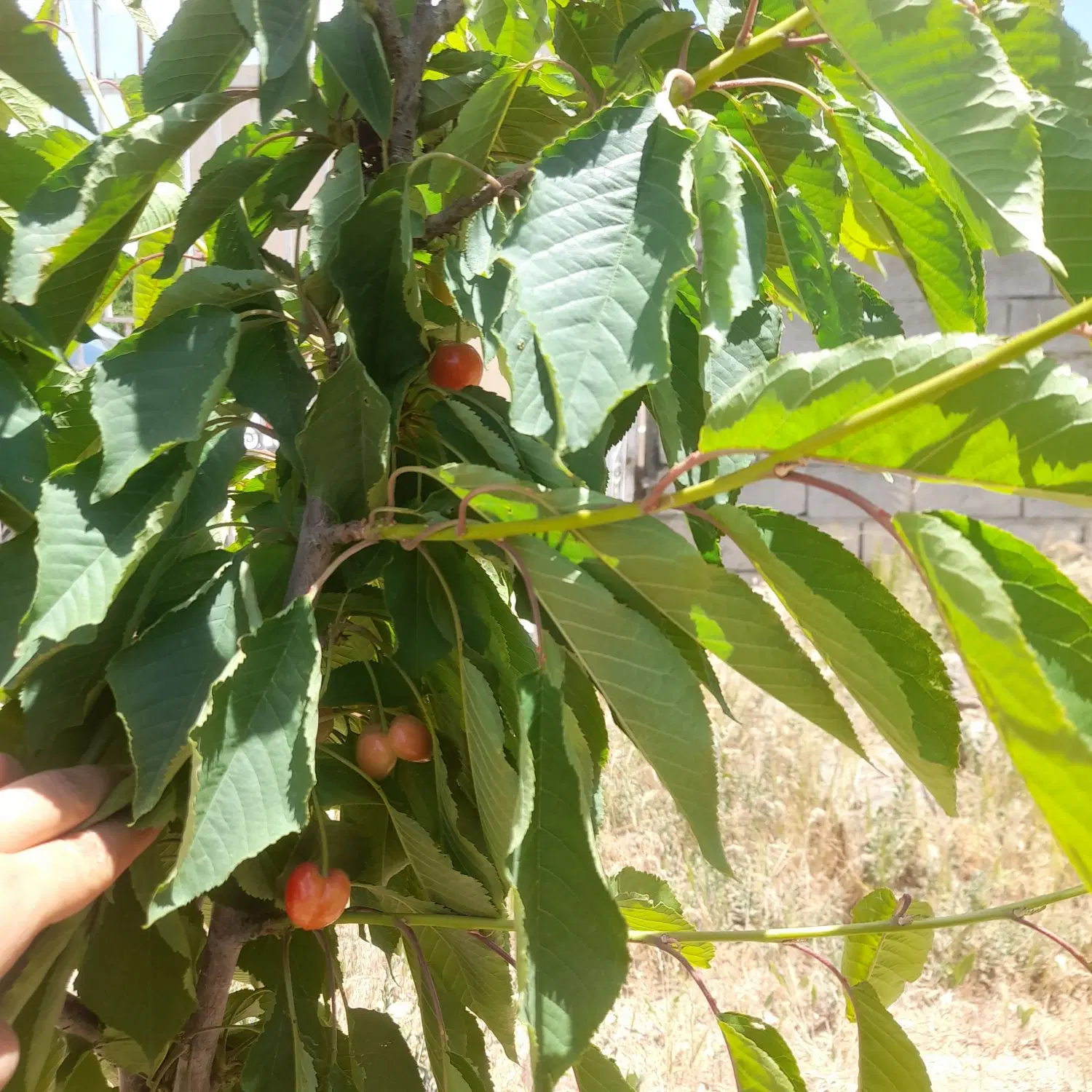 زمین کشاورزی