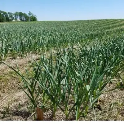 مزرعه برای کاشت سیر