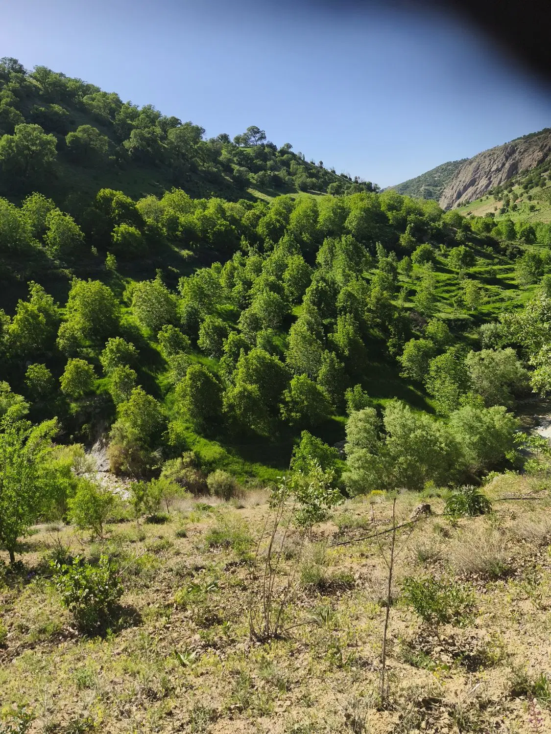 باغ بلوط