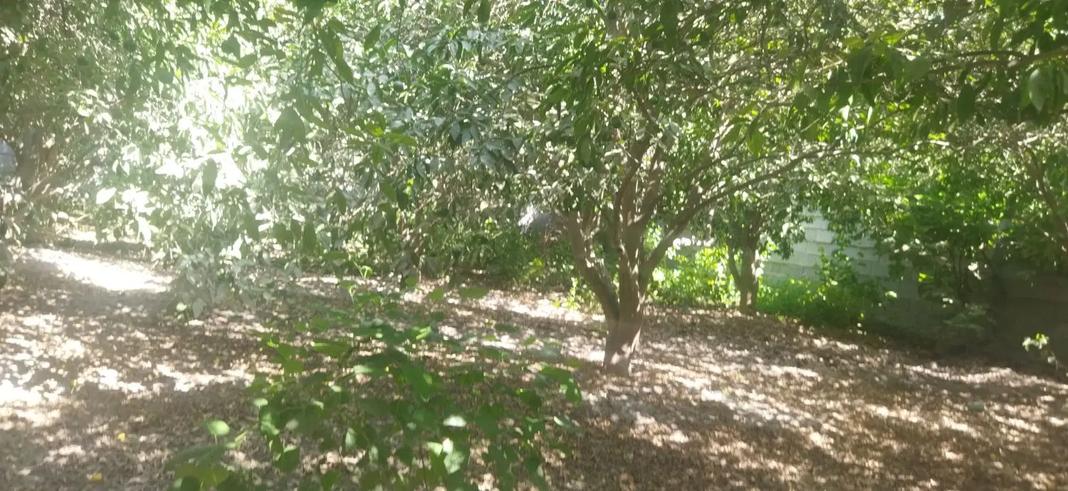 باغچه