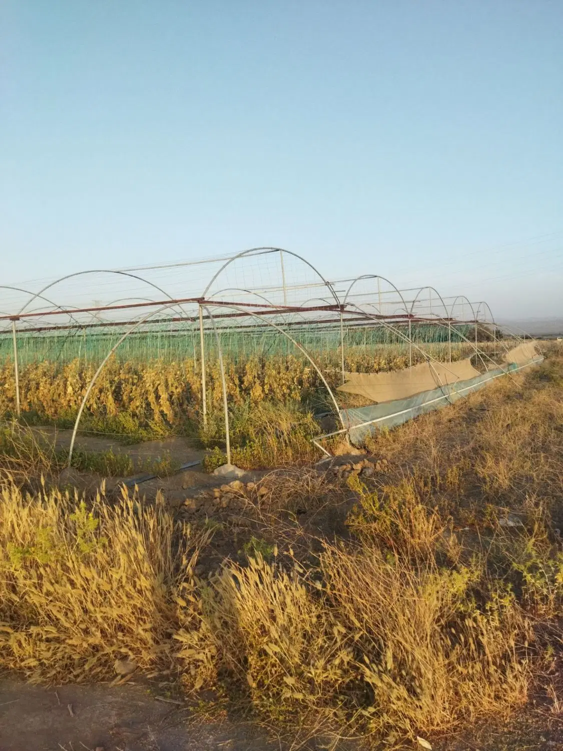 1200متر گلخونه یک سال کار جهت اجاره