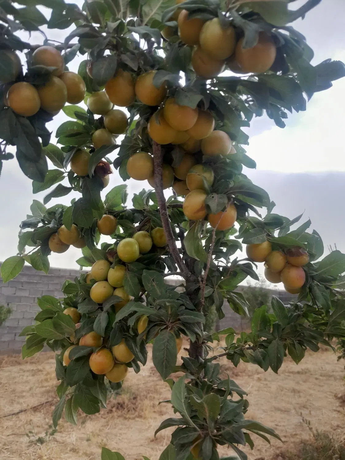 فروش باغ