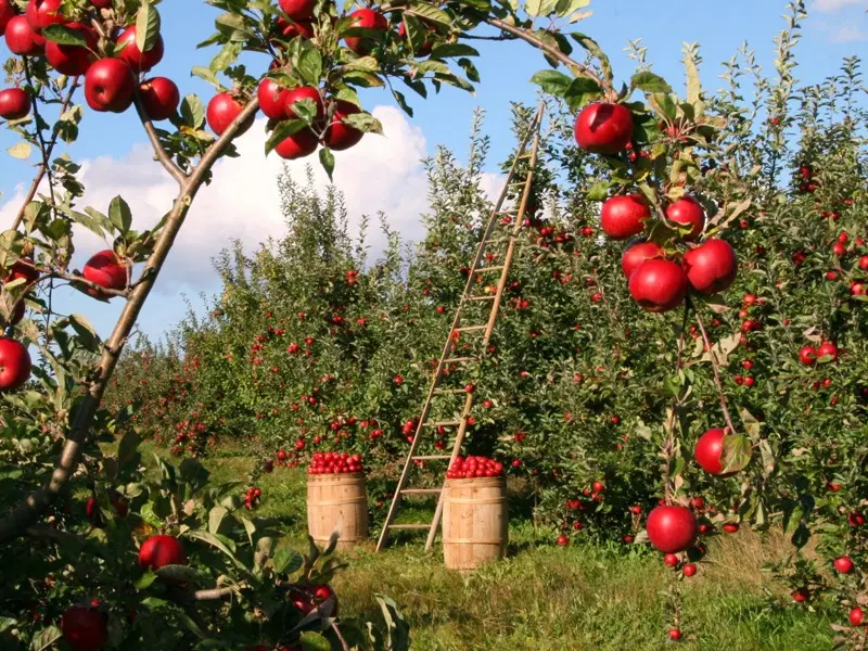 زمین (باغچه) بند چای