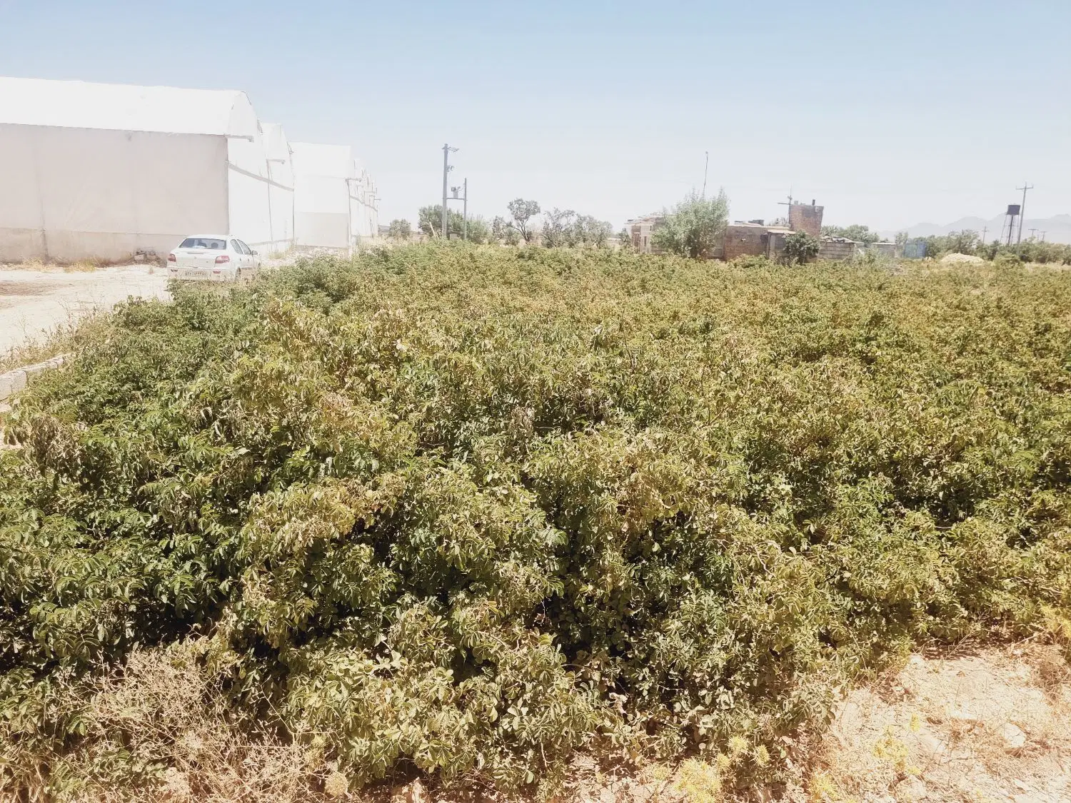 باغ گلخانه