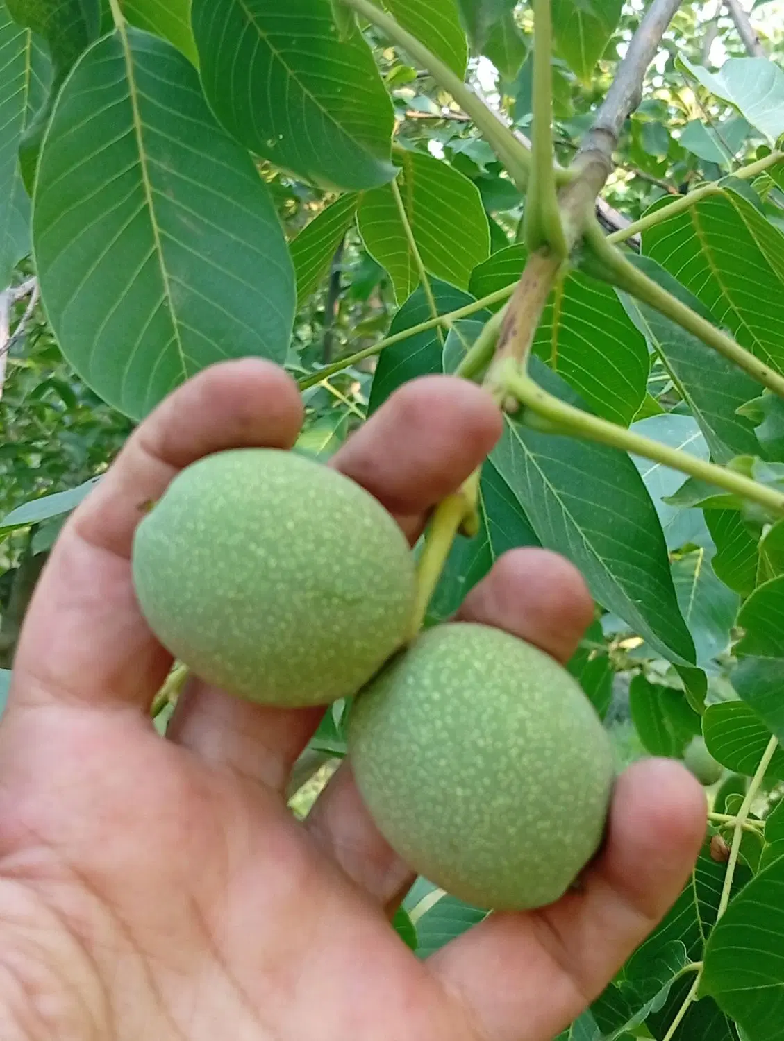 خانه باغ