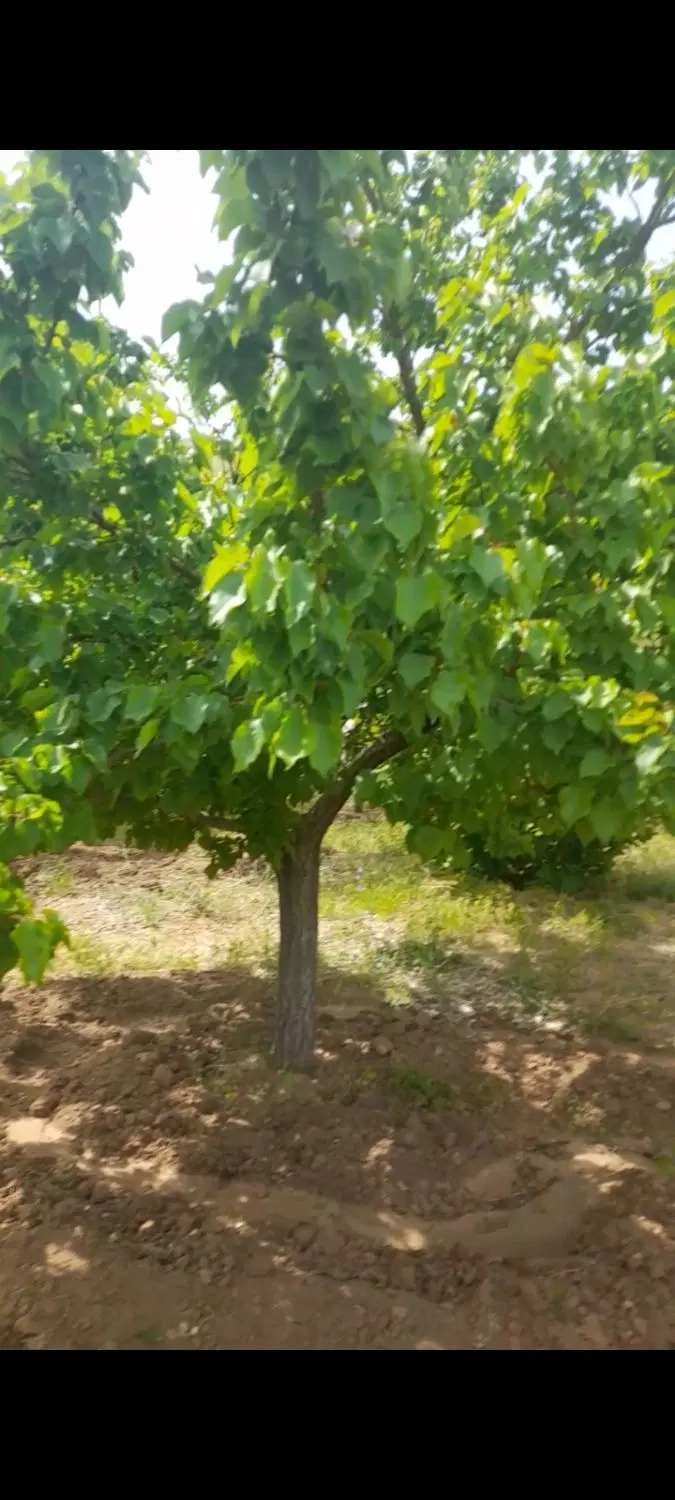 زمین۱۲هکتار جفیر