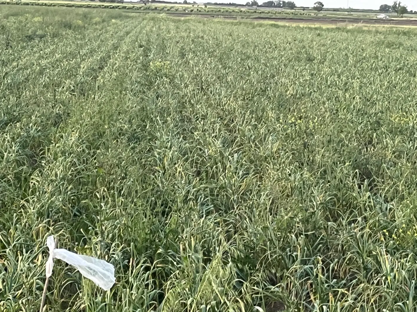 اجاره زمین کشاورزی ۱_۵هکتار برای سیر