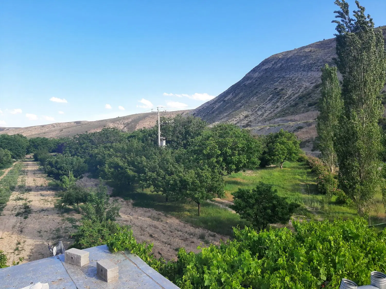 فروش باغ