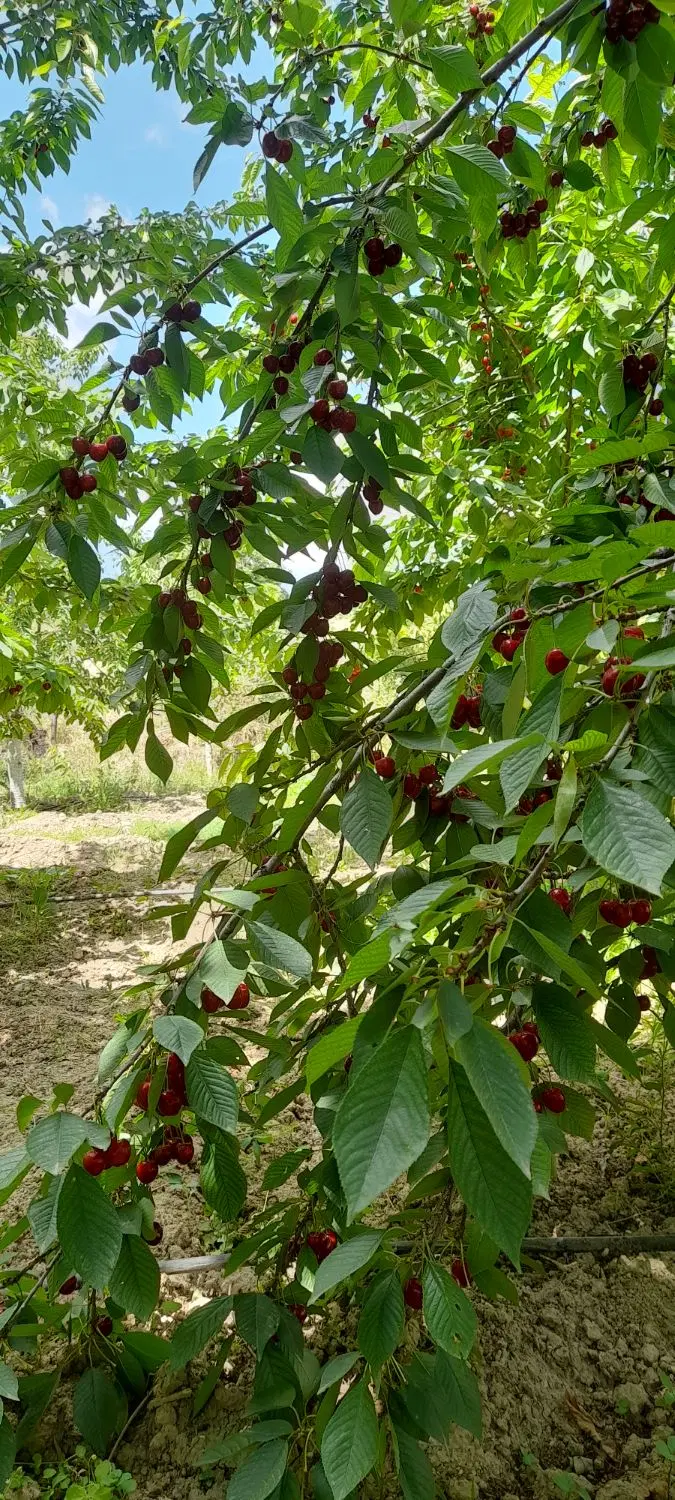 باغ گیلاس