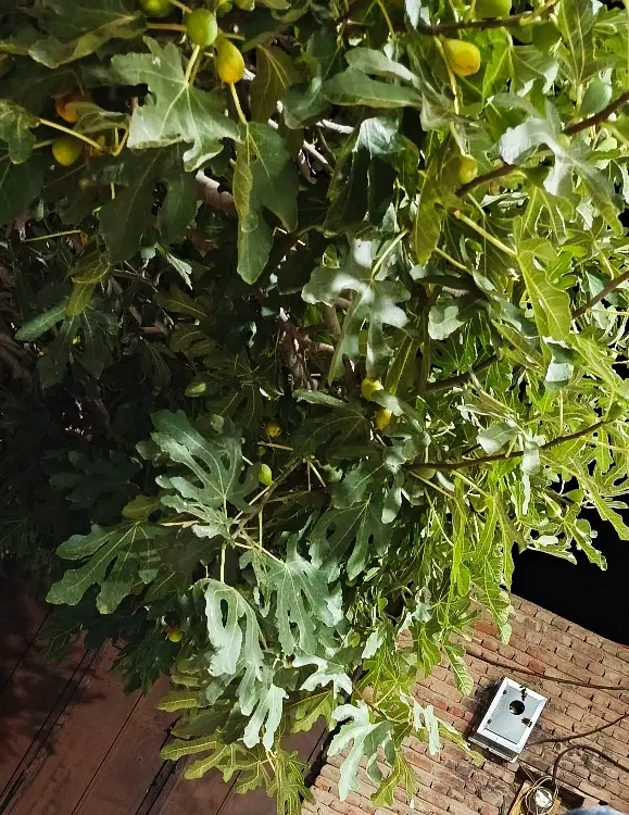 اجاره خانه ویلایی دربست