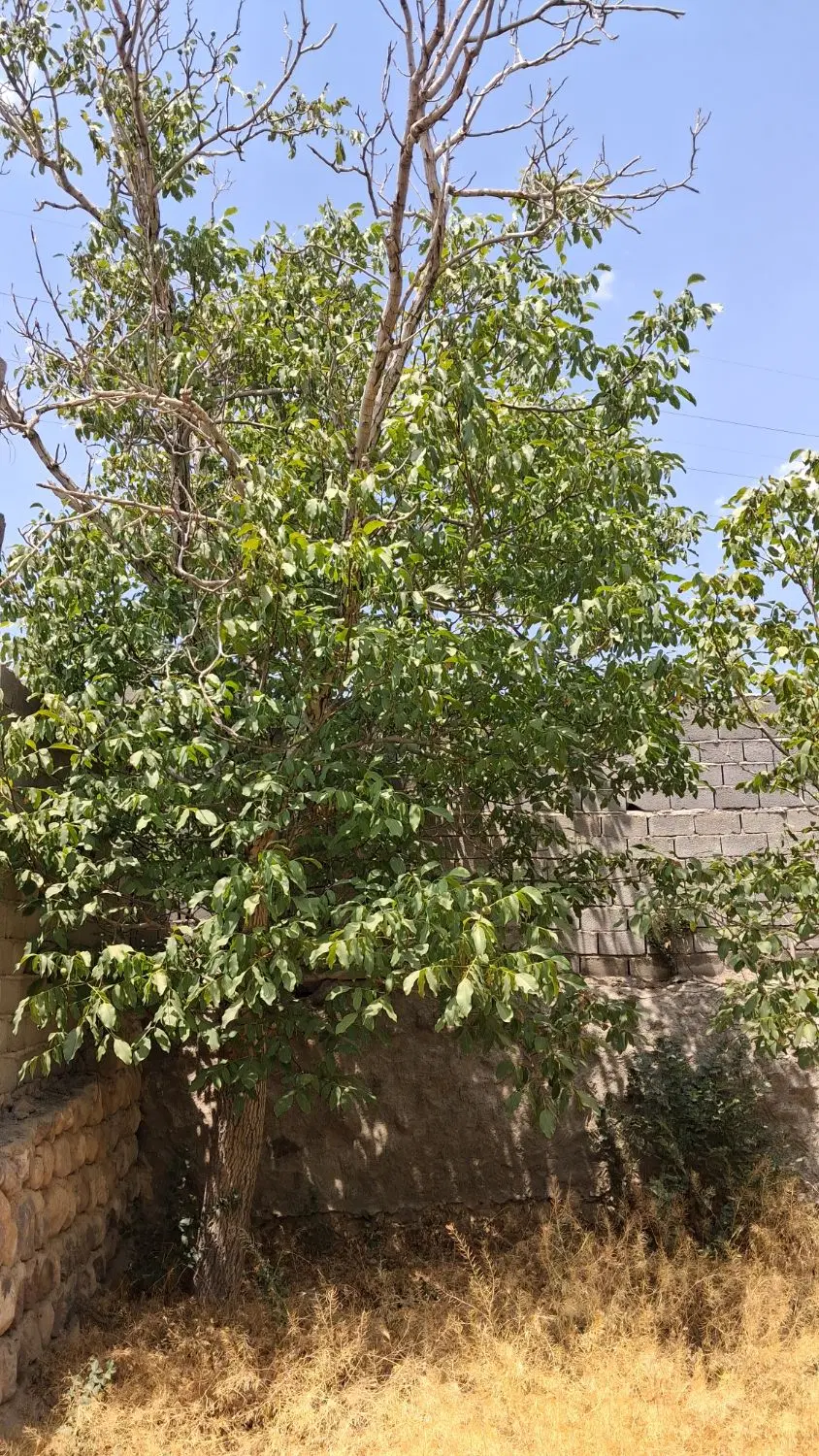 باغ با حصاراسکو