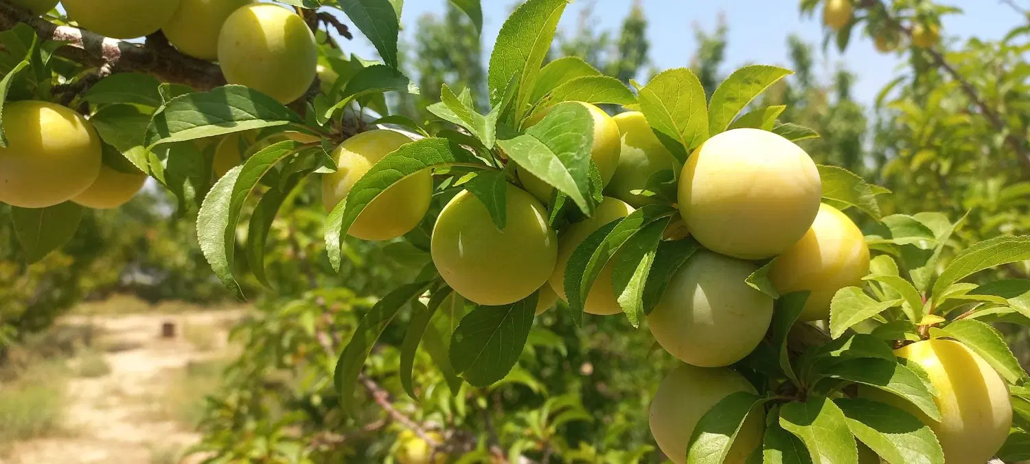 یک جریب زمین دیوار دار چسبیده به دیزج