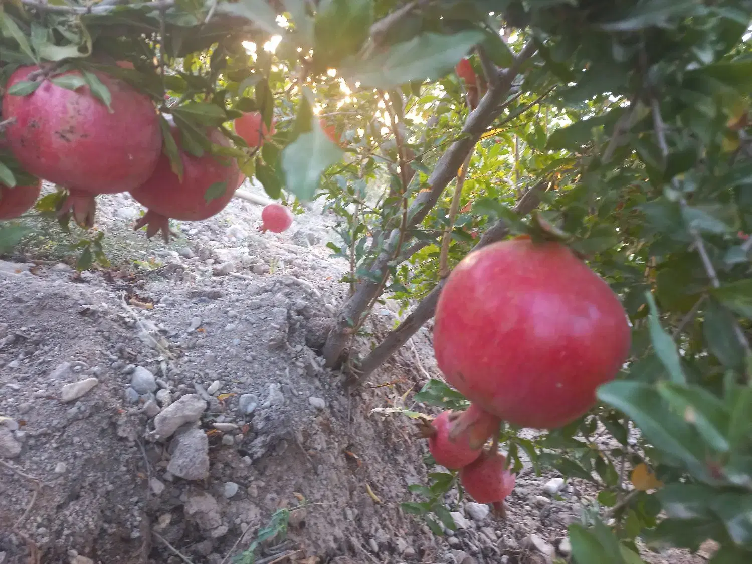 باغ انار ۵۰۰ متری محمود آباد