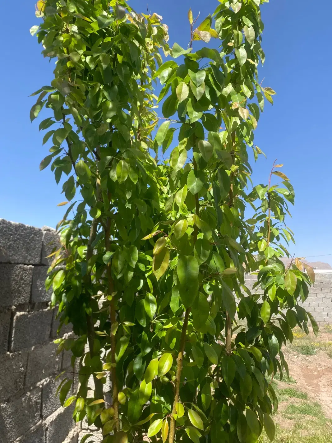 خونه باغ حسین اباد خان