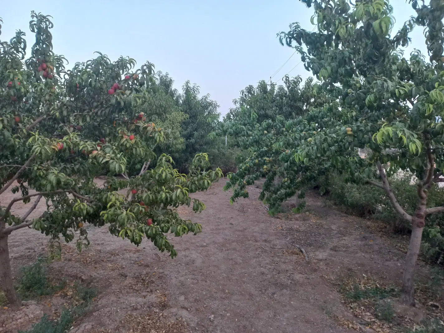 زمین