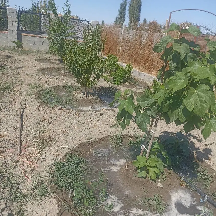 باغچه 500 متری