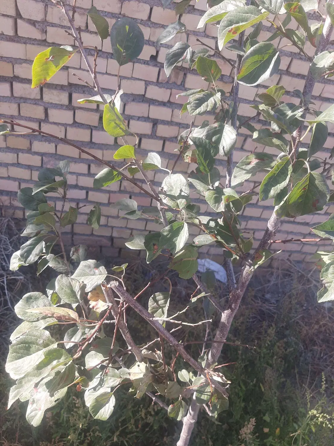 یک قطعه ۱۰۰۰ متری باغ ویلایی واقع در جاده کاهو