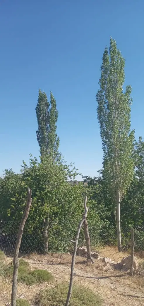 اجاره ورهن سالن وزیرزمین