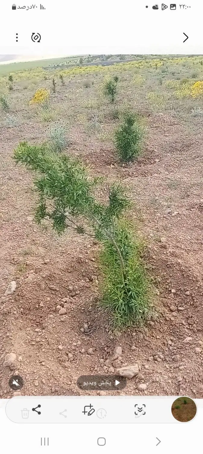 باغ