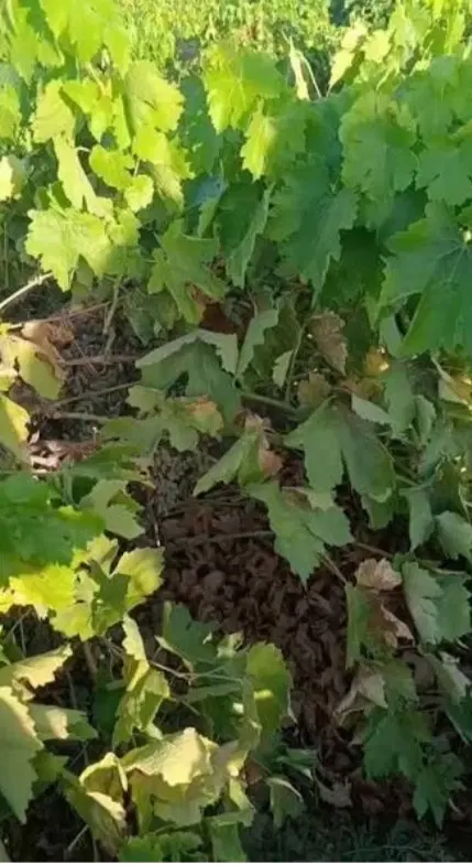 زمین باغی در آجین