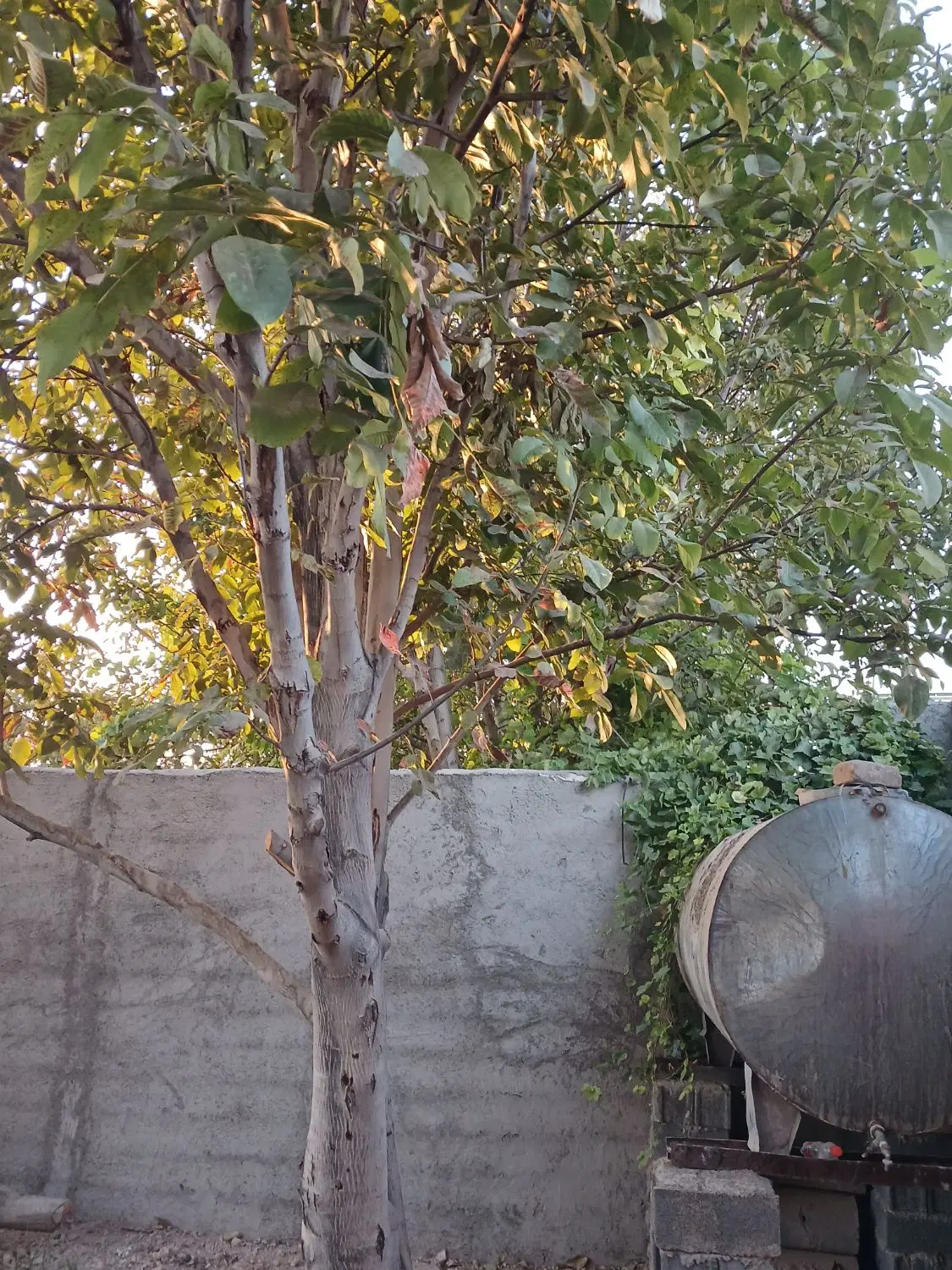 باغ ویلای ۲۲۰ متری نقلی با درختان قدیمی