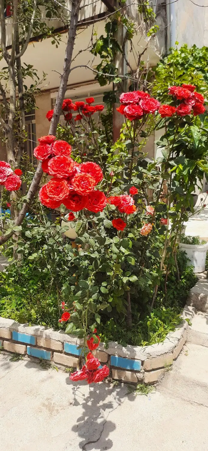 خانه ویلایی تمیز