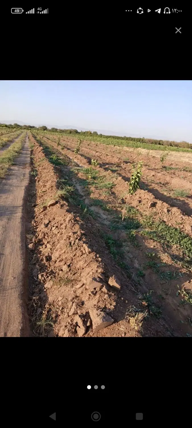 زمین کشاورزی قدیم آباد گلابی