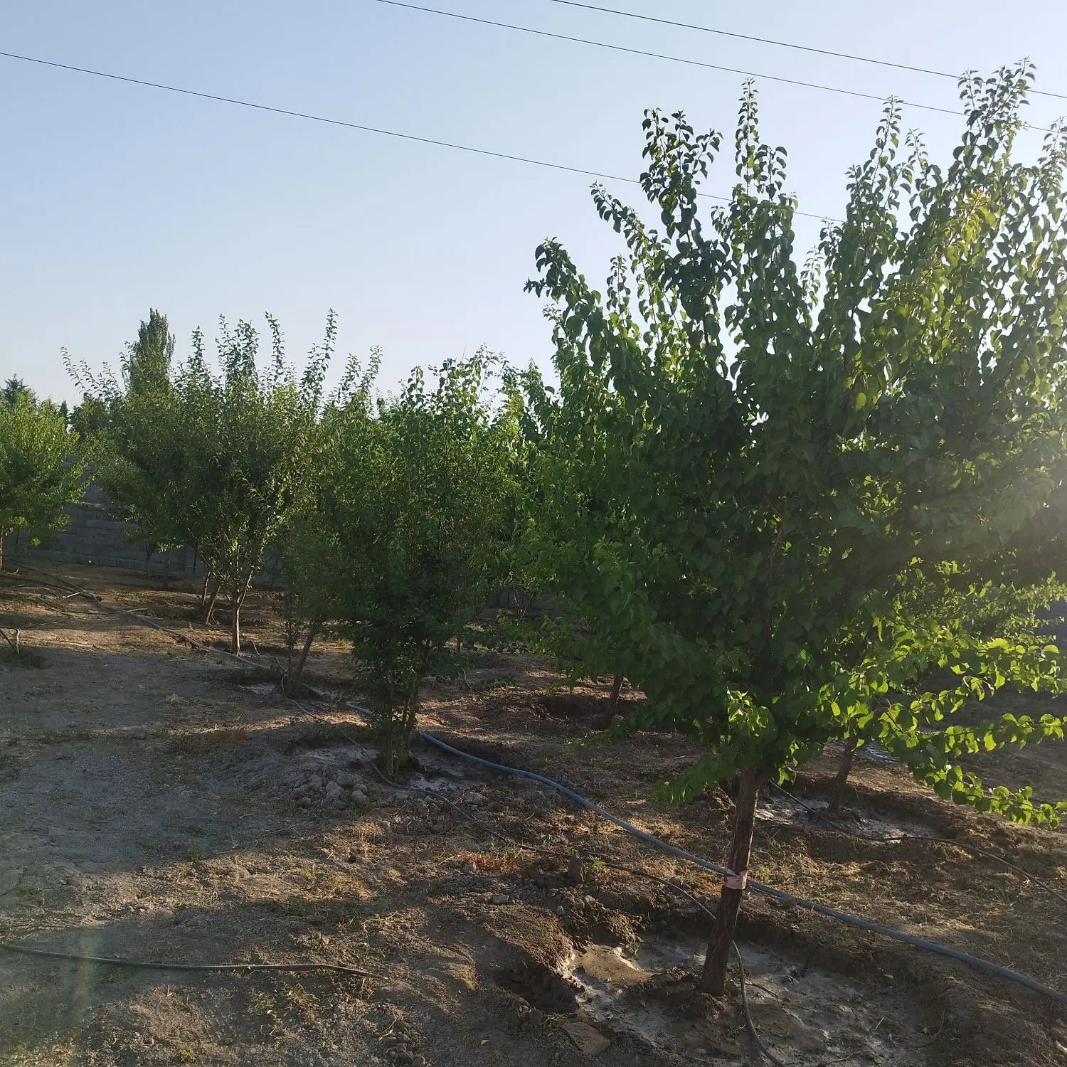 باغ دهکده گلستان