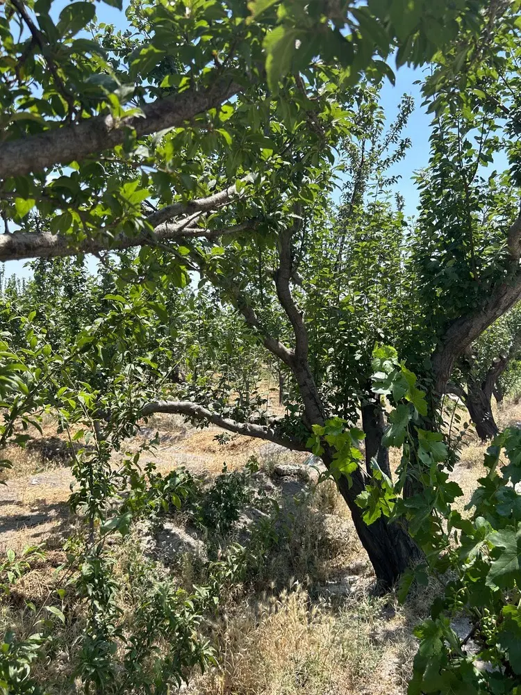 باغچه ۲۷۵ متری (سند تک برگ)دارای برق