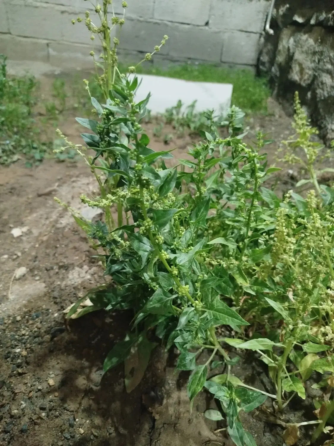 زمین