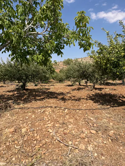 باغ شهری ۱۰۰۰ متری کودیان