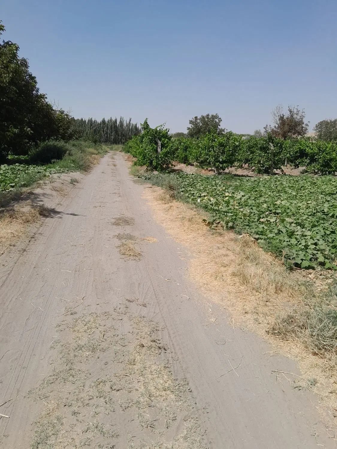باغ روستای سرج