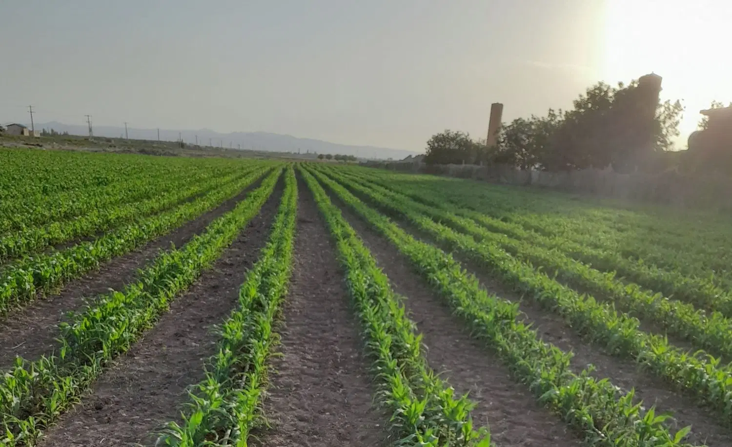 فروش زمین کشاورزی در روستای دغلان