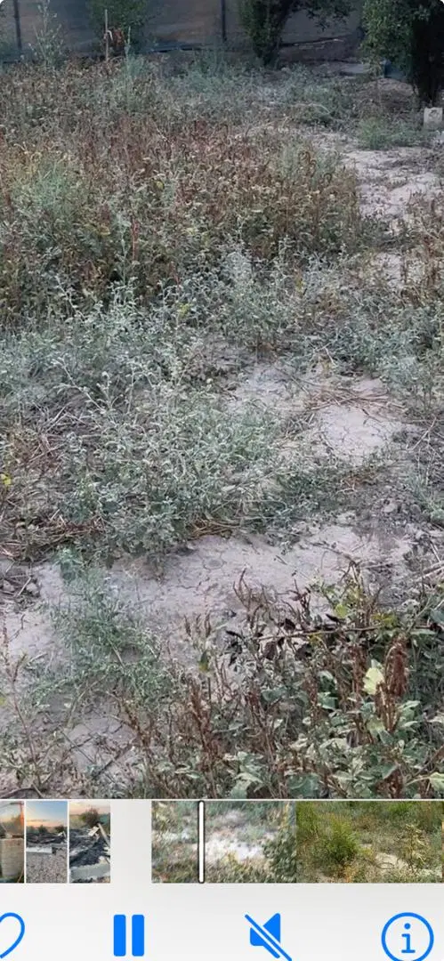 زمین مزروعی باغی