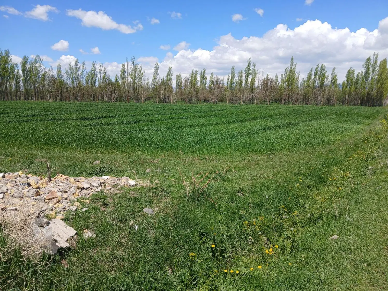 فروش زمین کشاورزی واقع در روستای طاران