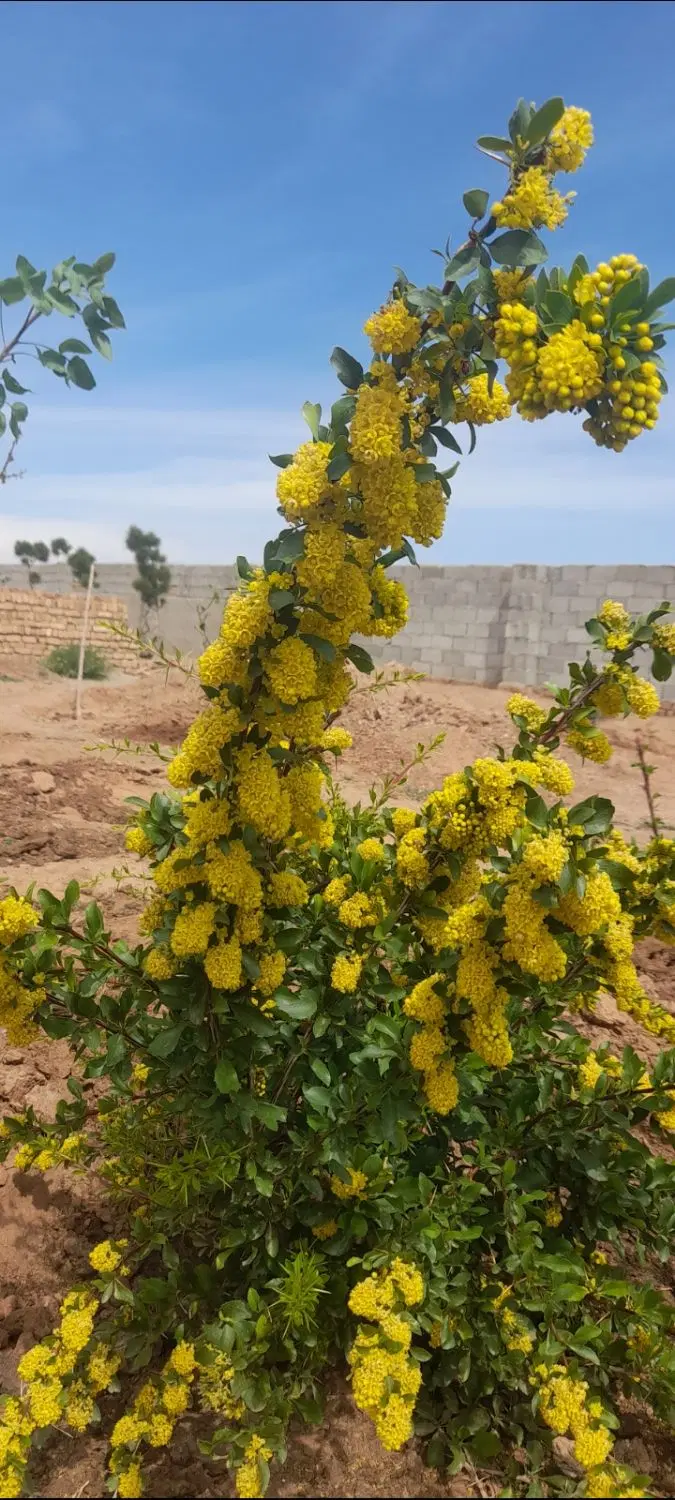 باغچه پسته و انار
