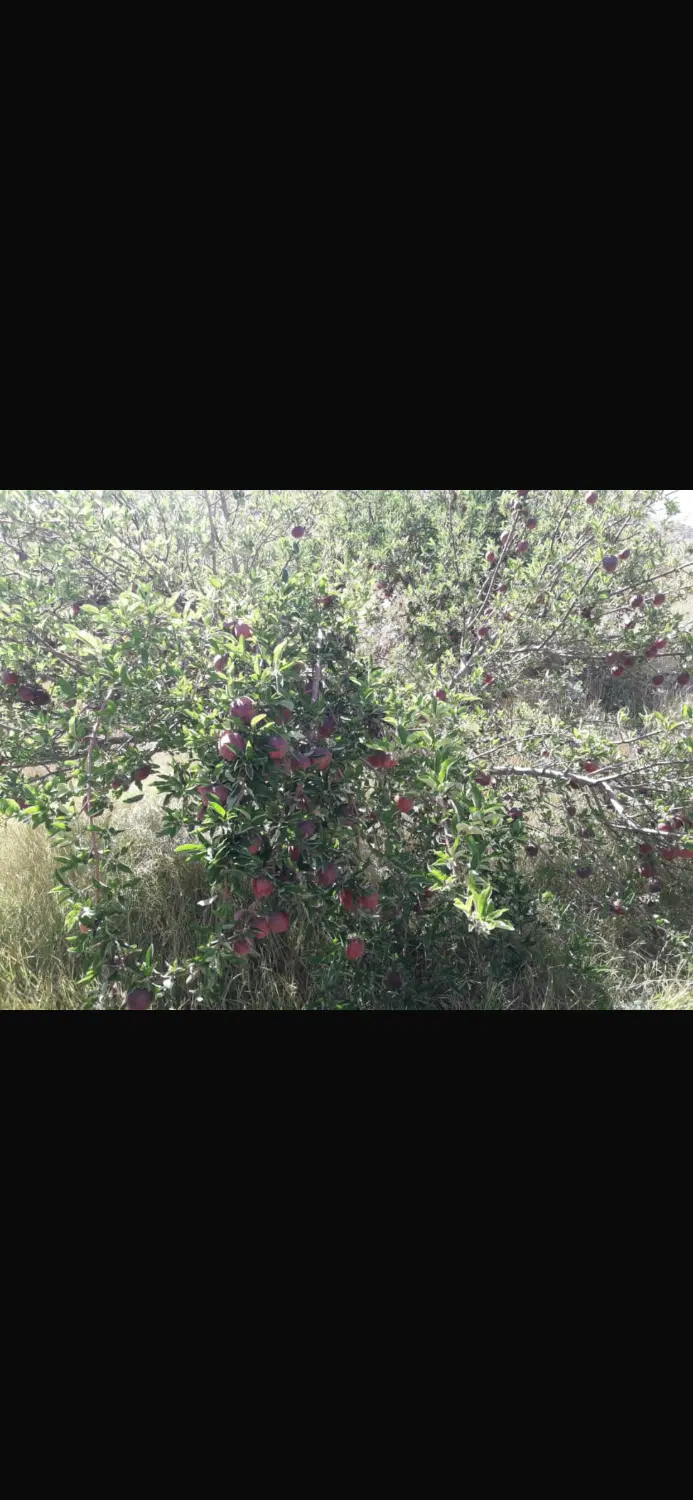 فروش یک هکتار  باغ در کاکان