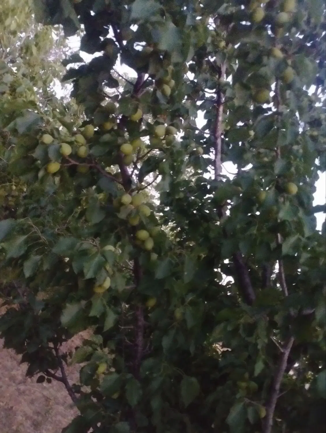 باغ