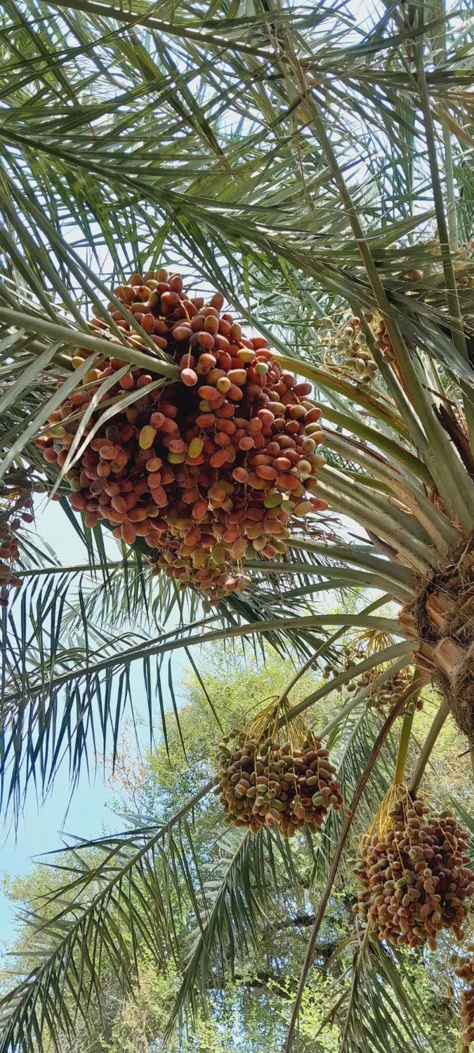 اجاره داده میشود