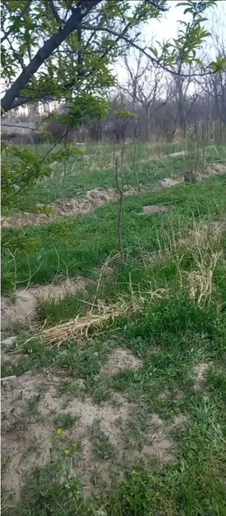 فروش باغچه ۵۰۰ متری