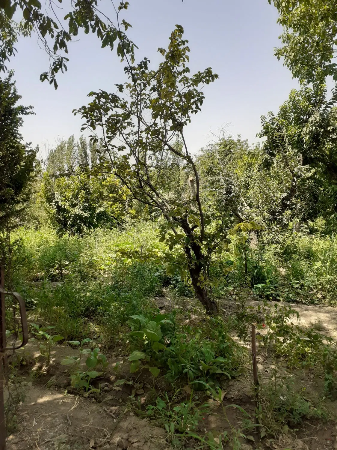 ۹۰۰متر باغ واقعه در گلخندان  بفروش میرسد