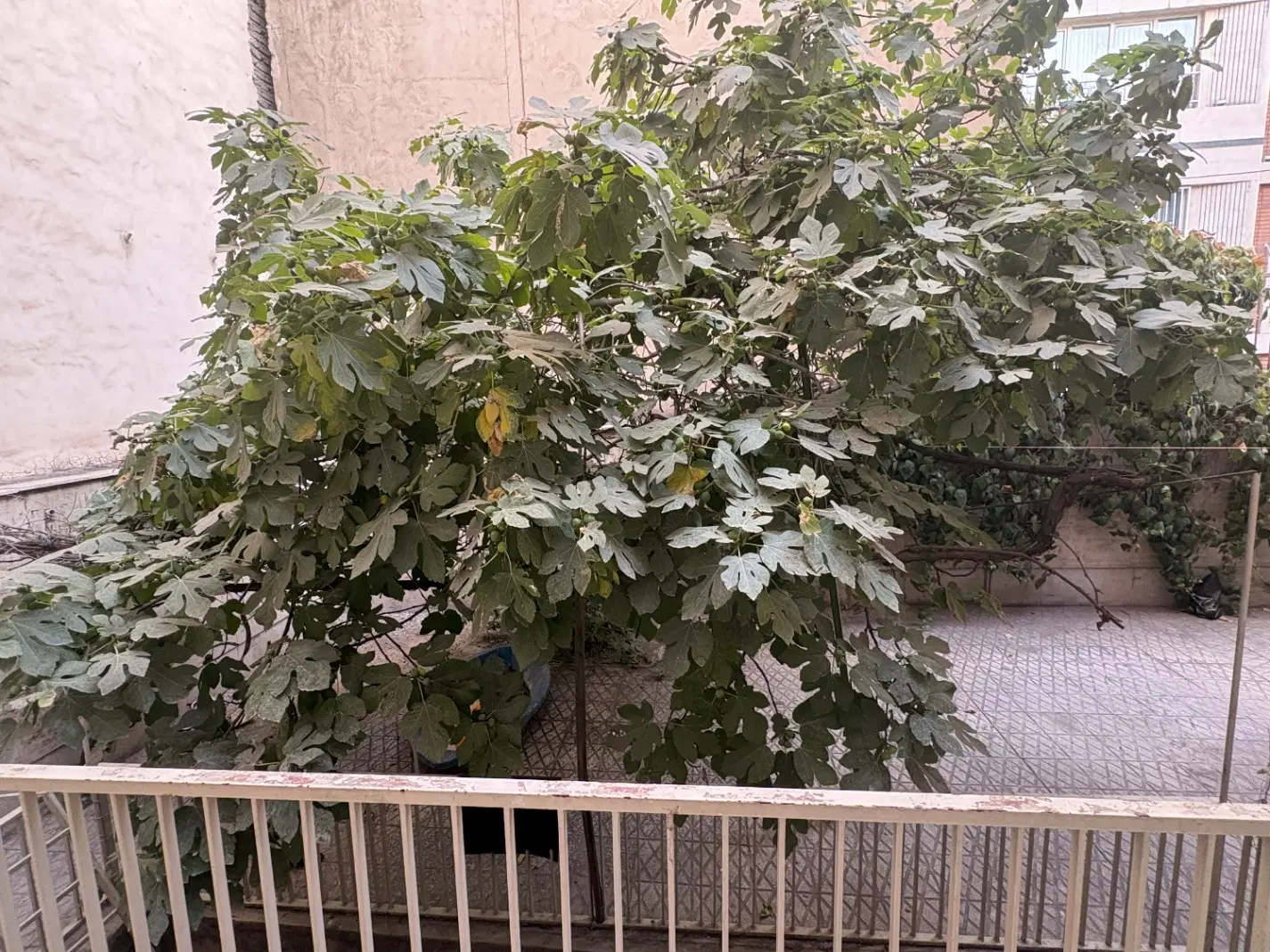 آپارتمان ۶۲ متری تک خوابه همکف