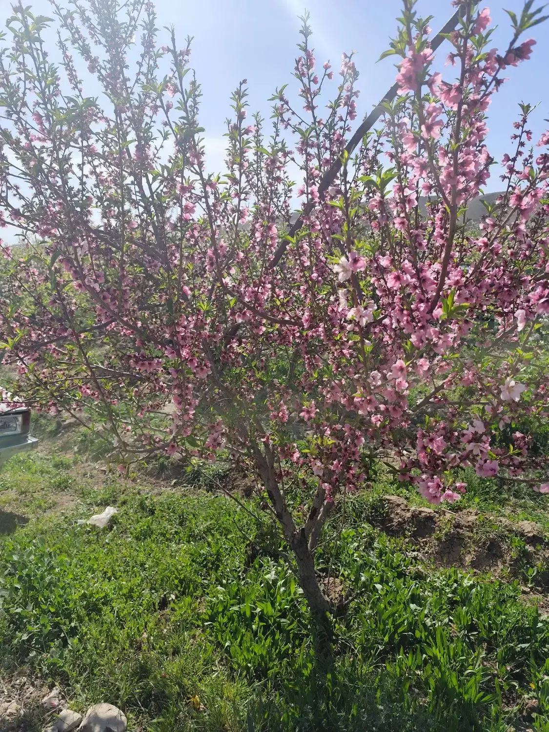 زمین مسکونی کشاورزی روستای زیبای اندرخ