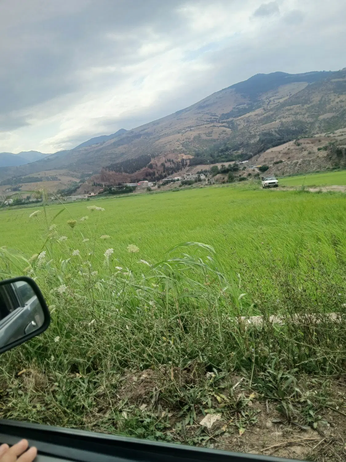 برنجزار