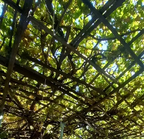 زمین کشاورزی