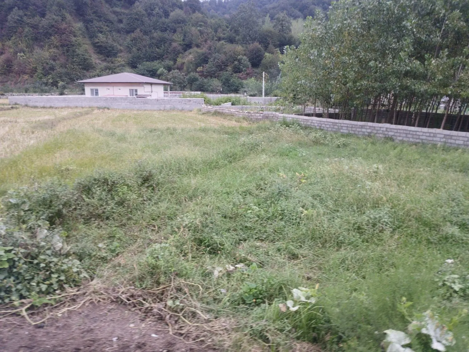 زمین