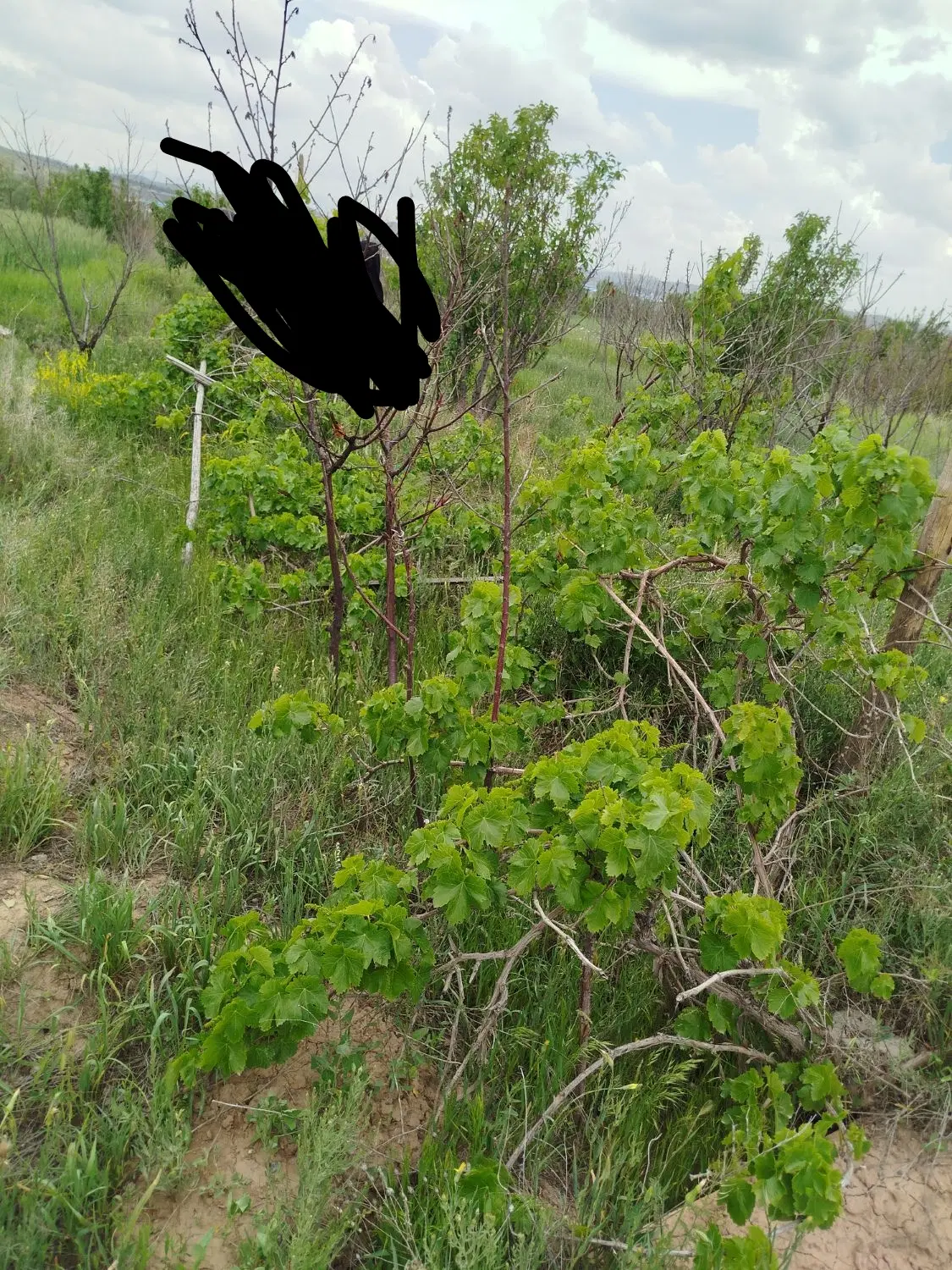 زمین ویلایی شیخ حسن